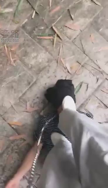 酷奇 首次双S户外遥老狗1 刺激 
