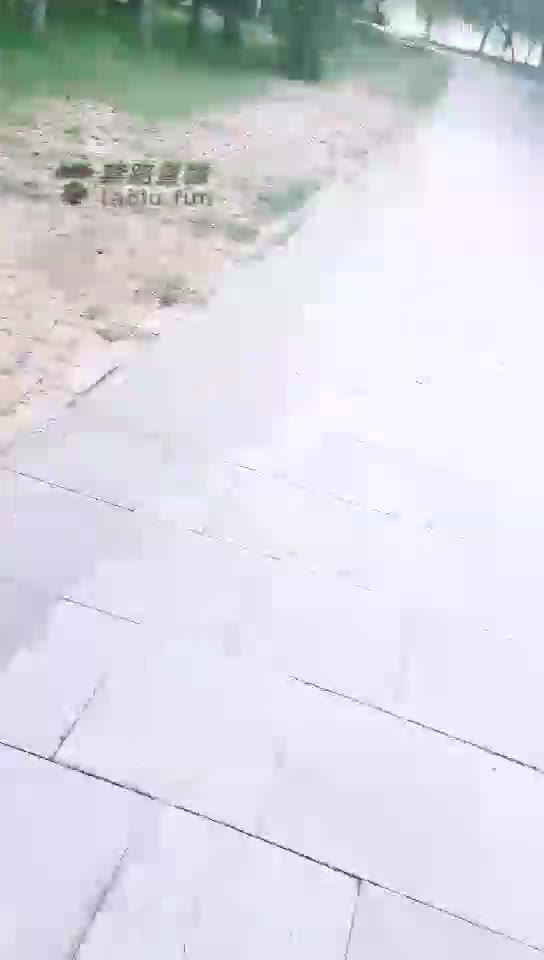 丝皇女王 公园玩耍圈养狗 