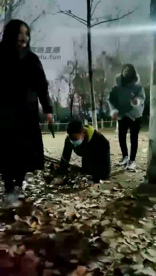 笨笨狼 户外双主训狗 