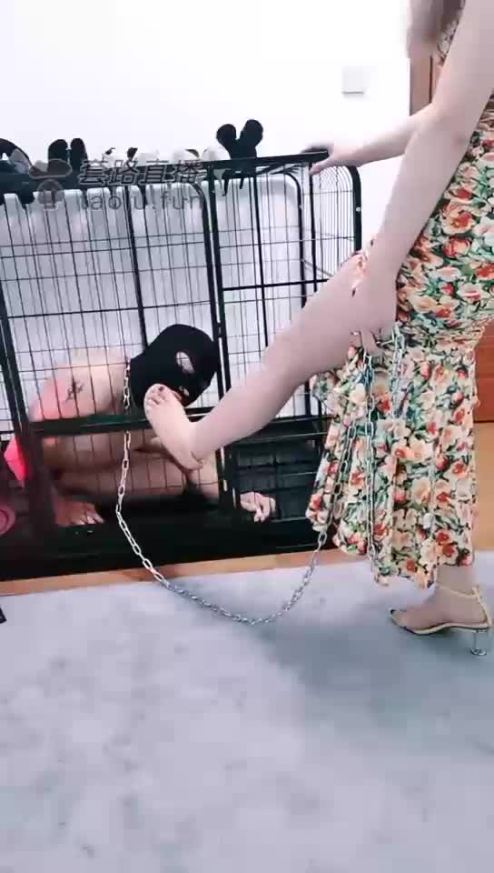 Training a captive dog
