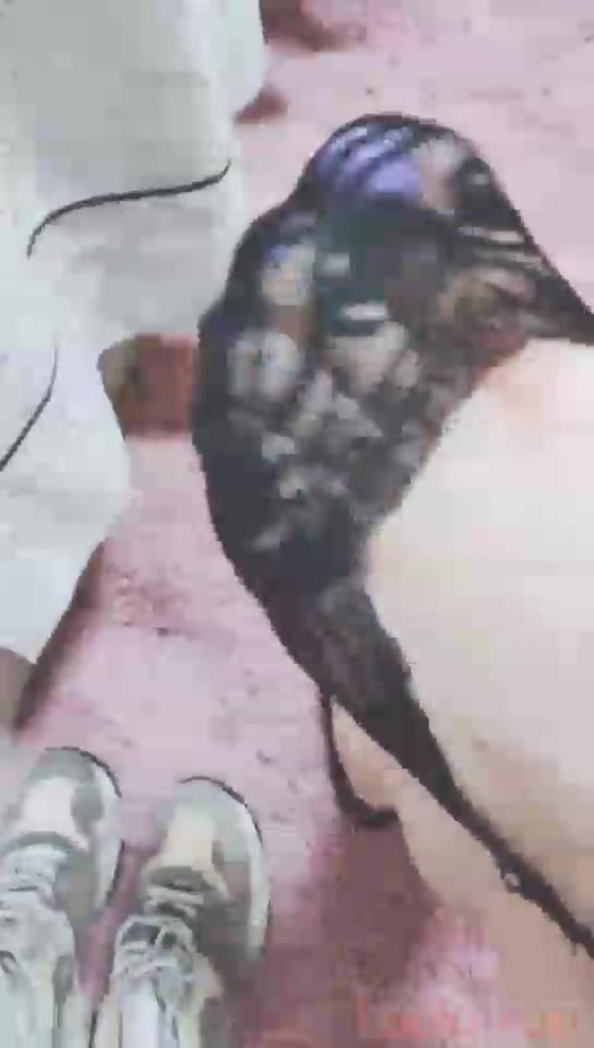灵竹 喂狗吃蕾丝船袜