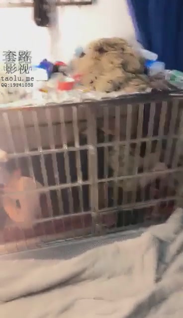 香家大院 溜母狗 踩踏 舔脚 关笼子