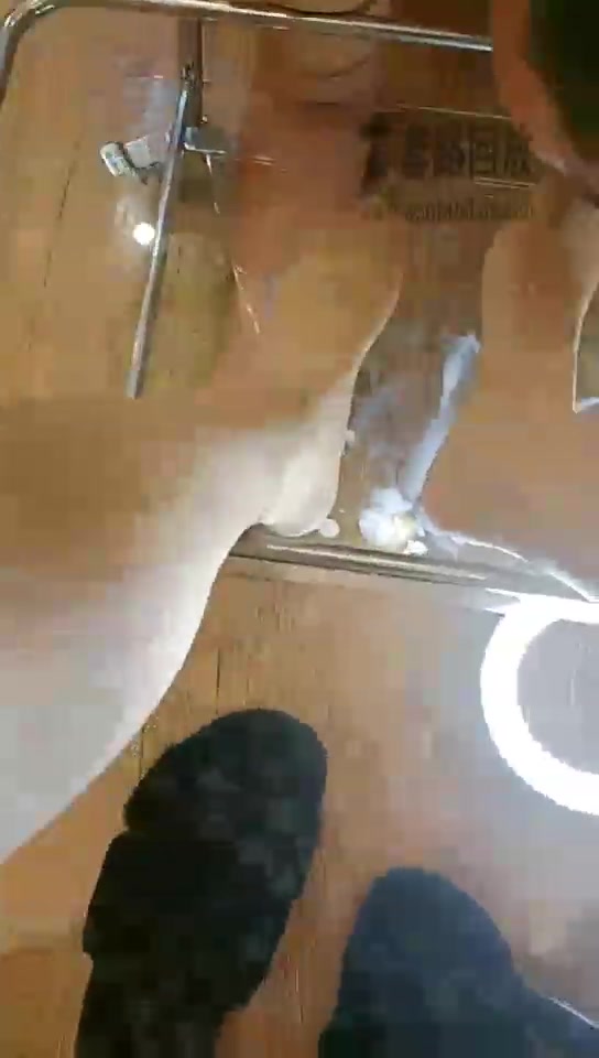 曹大成和丝洛 大成第一次电击 哭了