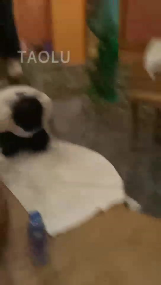 重庆柠檬 调教18岁学生狗