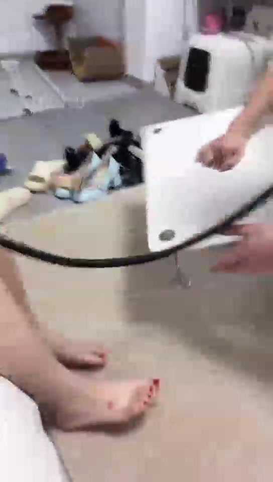 绵绵兔和美彤 棉袜窒息 和闺蜜一起玩贱狗 阳痿狗子