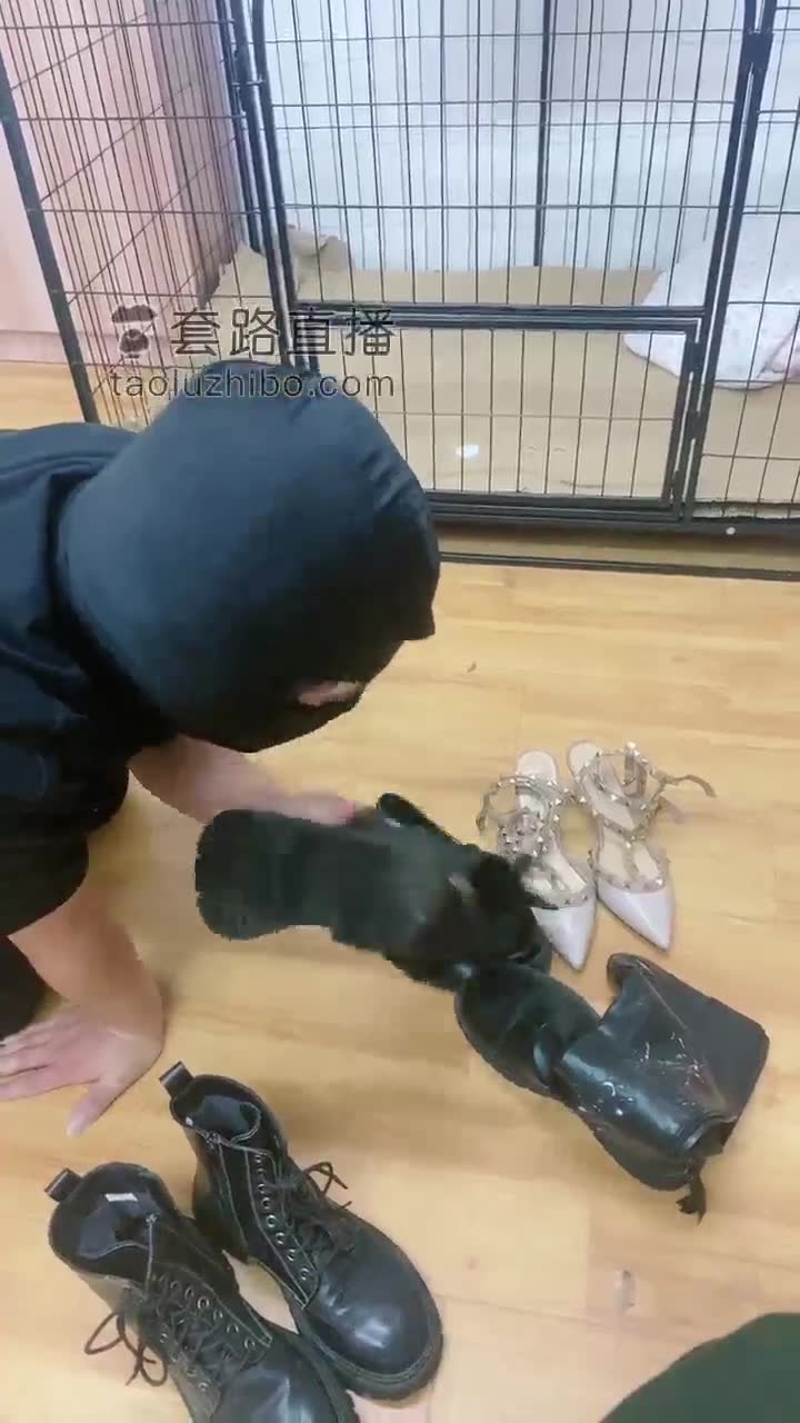 猫咪 生活化真实圈养