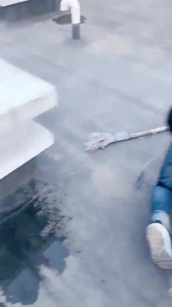 小祖宗 天台溜溜狗