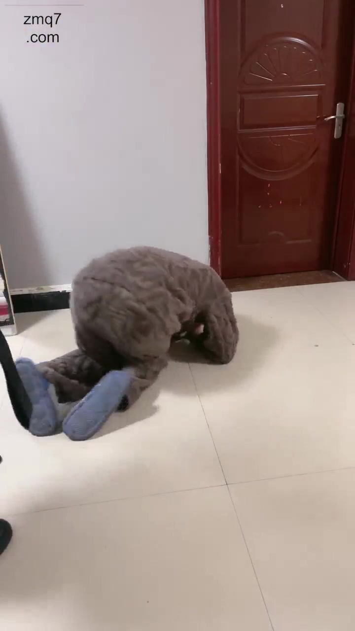 惜沫 暴打脚下狗