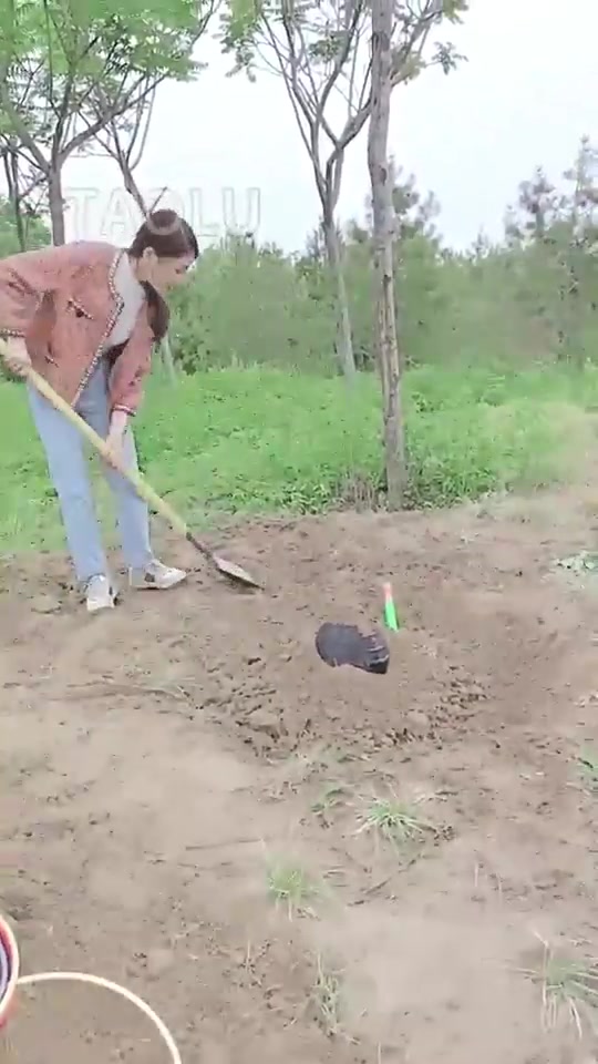 诗琪 四大金刚之白虎 群调