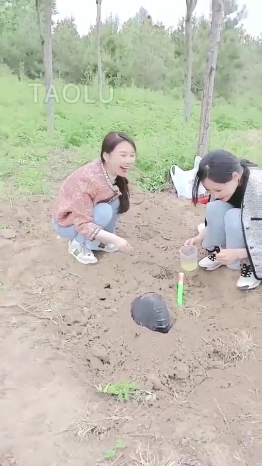 诗琪 四大金刚之白虎 群调