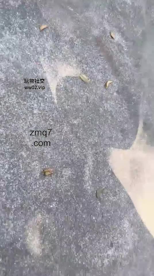 香芋朱朱 户外调教 刺激 路人经过