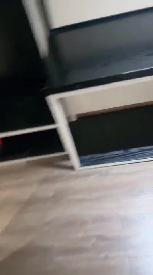 黑兔 开发新犬